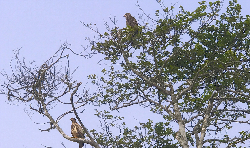 Eagles on San Juan Island