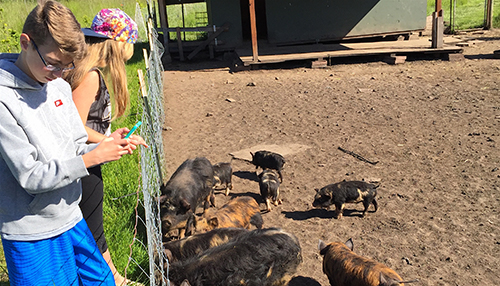 Baby Pigs at Sweet Earth Farm on San Juan Island