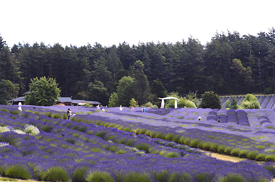 Pelindaba Lavender Fields in Full Bloom