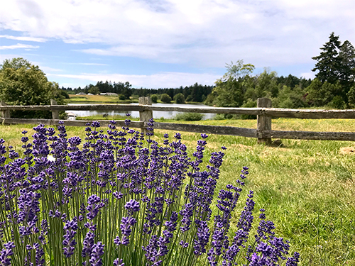 The Pelindaba Lavender Farm on San Juan Island, where all our body care products are made
