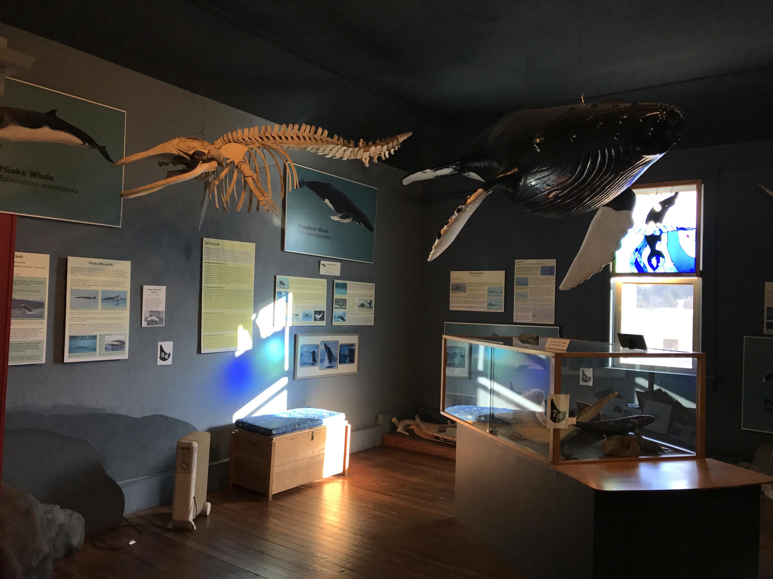 Inside the Whale Museum in Friday Harbor