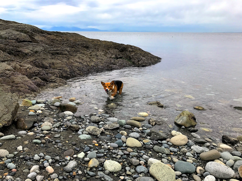 Pet Friendly San Juan Island