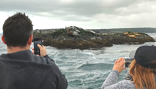 Steller Sea Lions on a Whale & Wildlife Tour with Maya’s Legacy Whale Watching