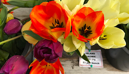 Spring is for Flowers on San Juan Island