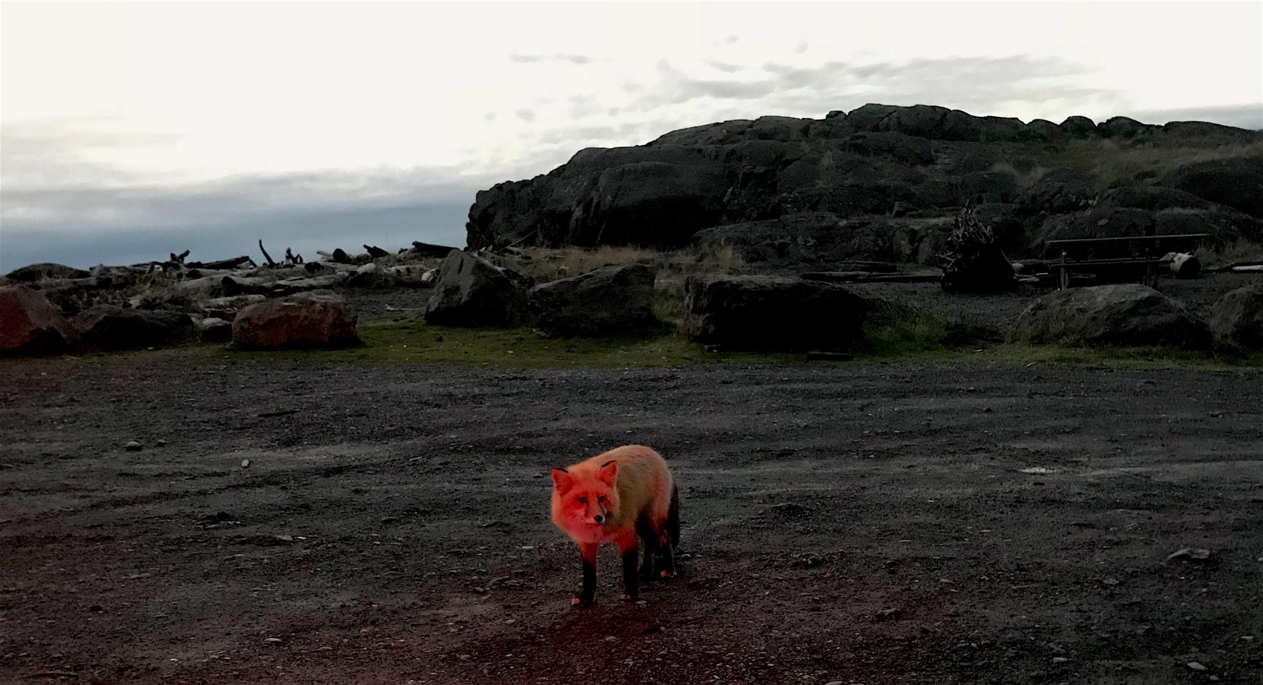 Red Fox at Sunset on South Beach