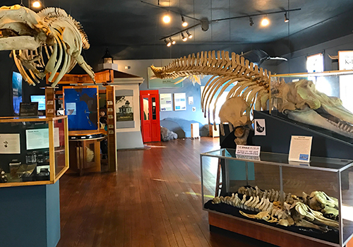 EB Blog - History (Whale Museum).jpg