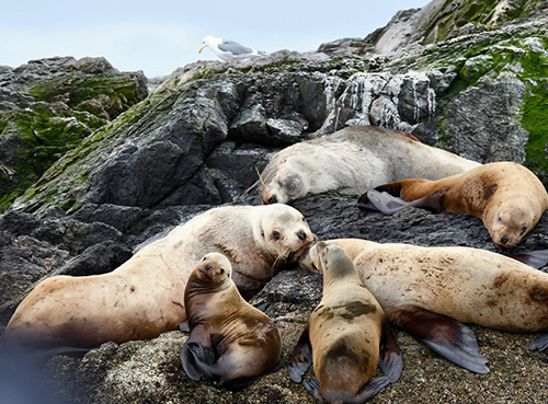 Rarely seen Steller sea lion babies (photo by April Ryan)