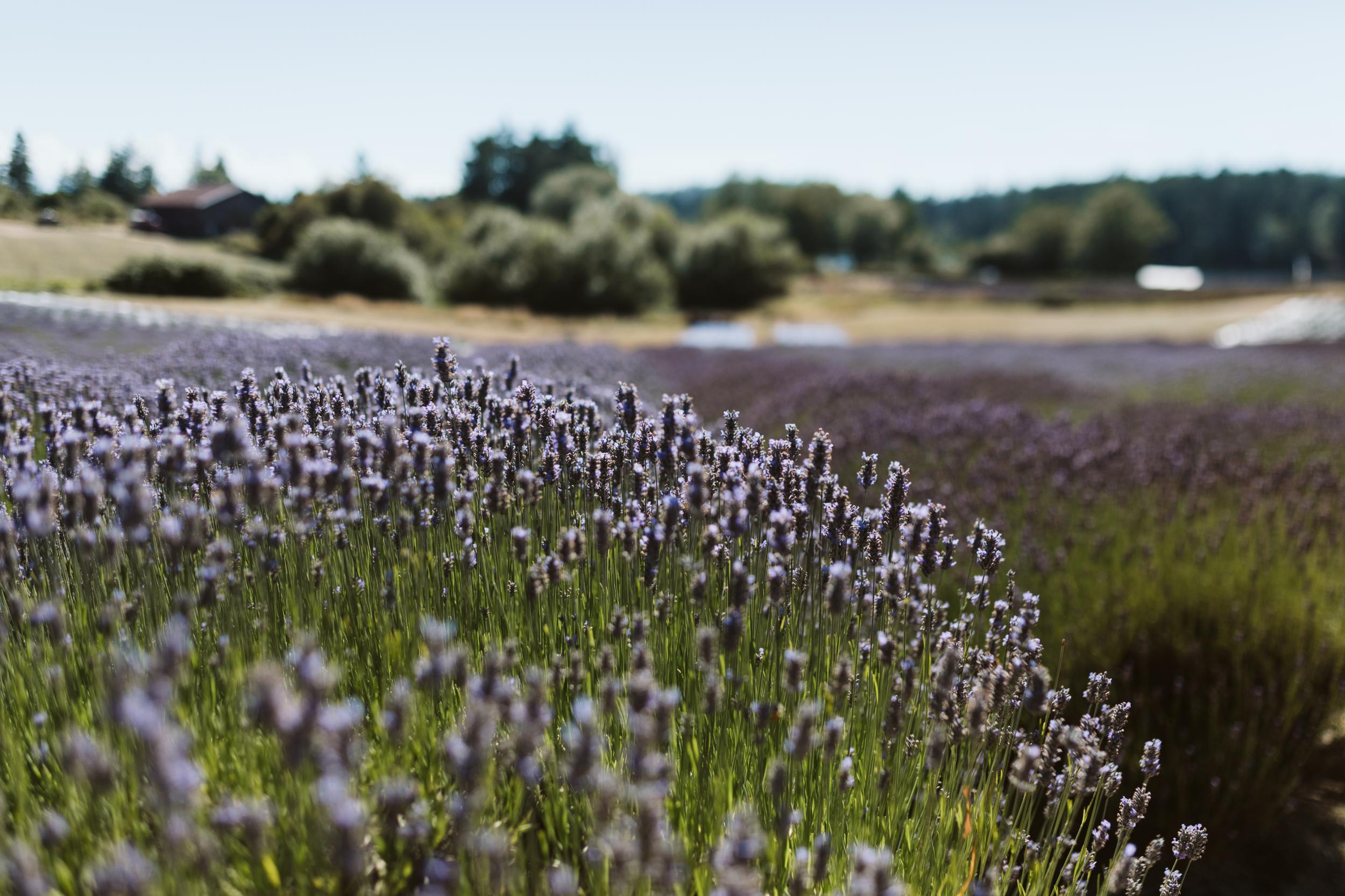 Pelindaba Lavender fields on San Juan Island