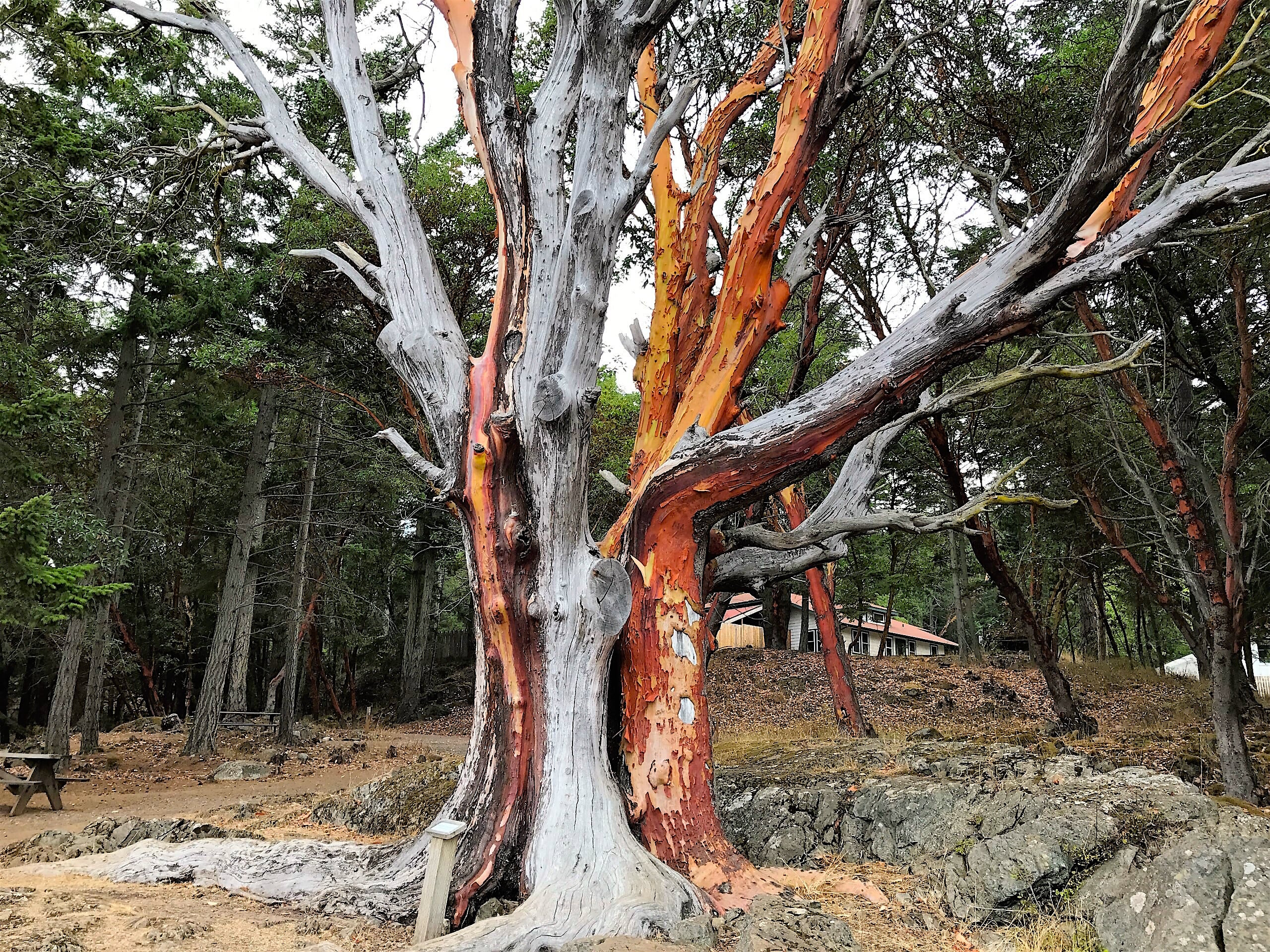 Madrona Tree on San Juan Island