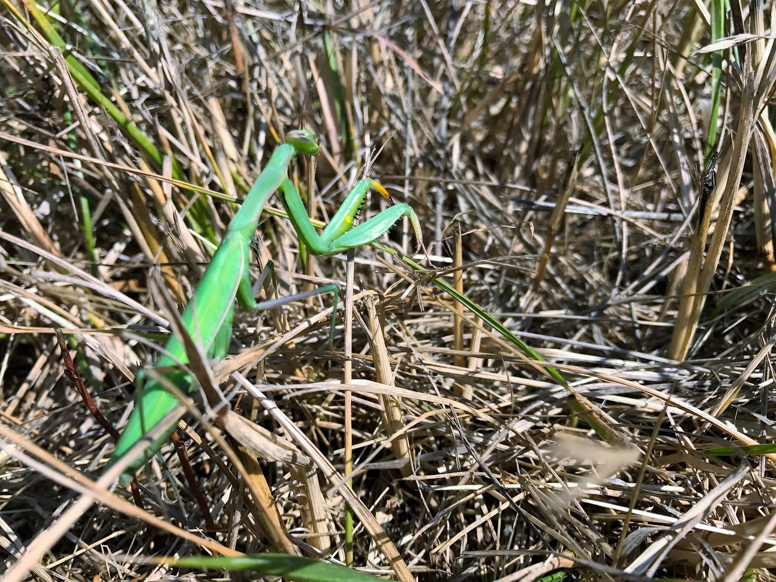 Praying Mantis in the Prairie Grass