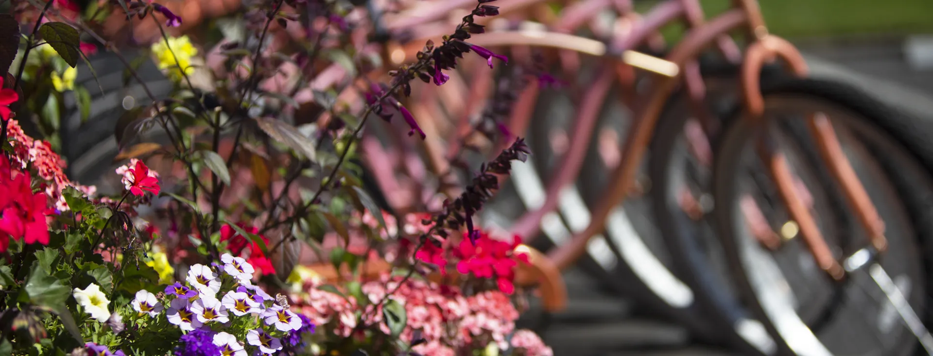 Beautiful Flowers at Earthbox Inn & Spa on San Juan Island