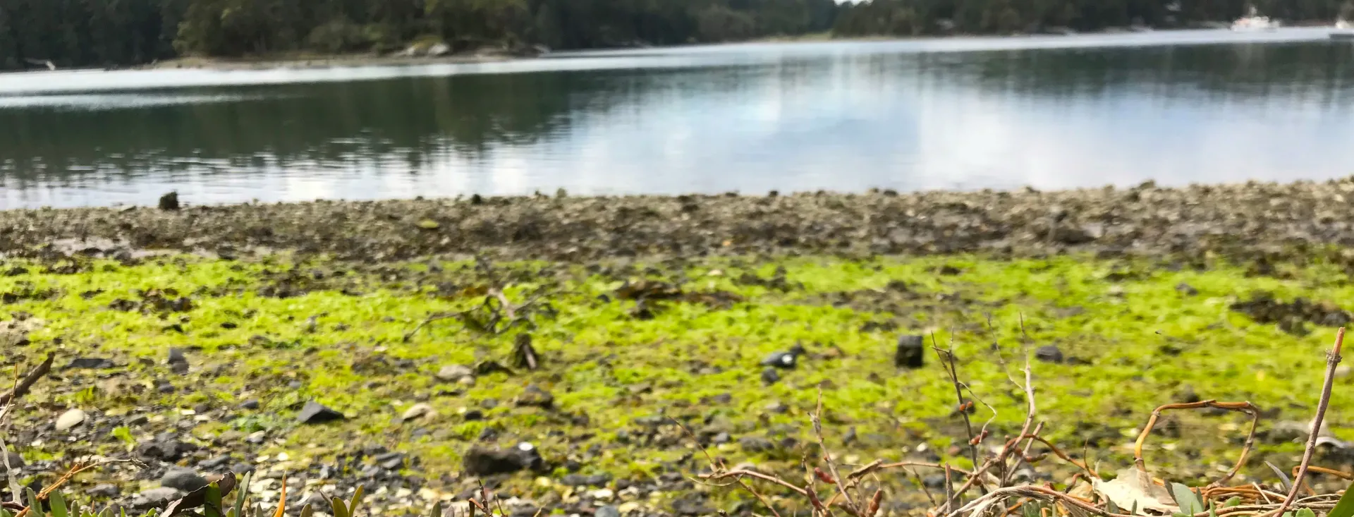 Sea Asparagus at English Camp on San Juan Island