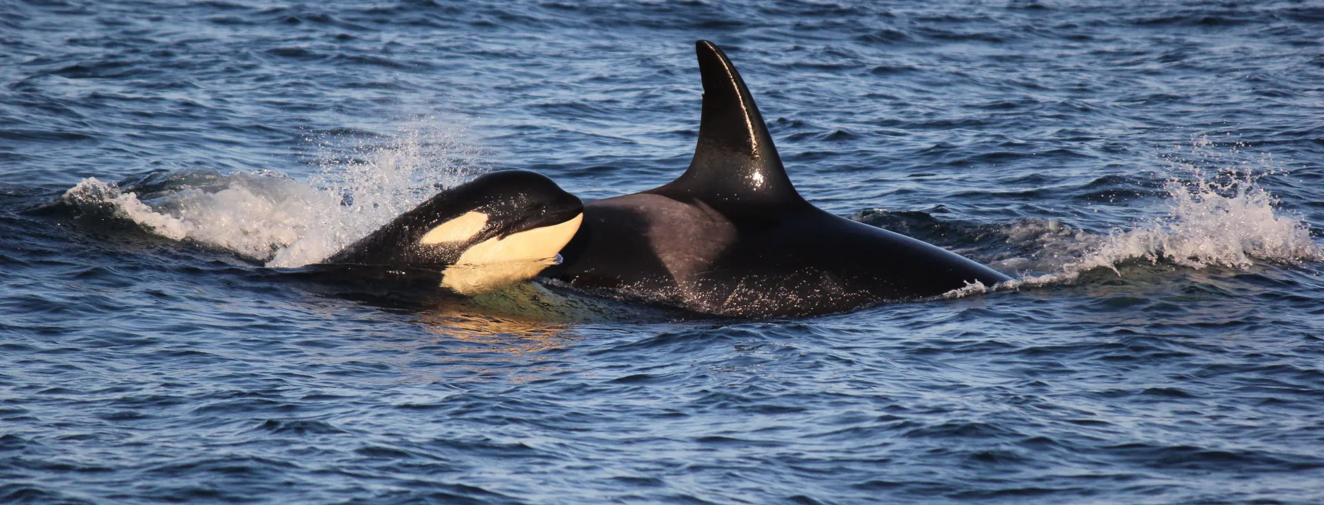 Orca with Baby near San Juan Island - photo by Emily Schaller with San Juan Safaris