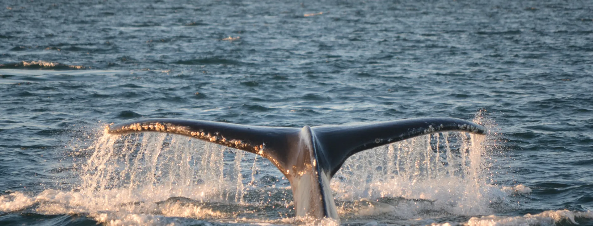 Humpback near San Juan Island - photo by San Juan Safaris