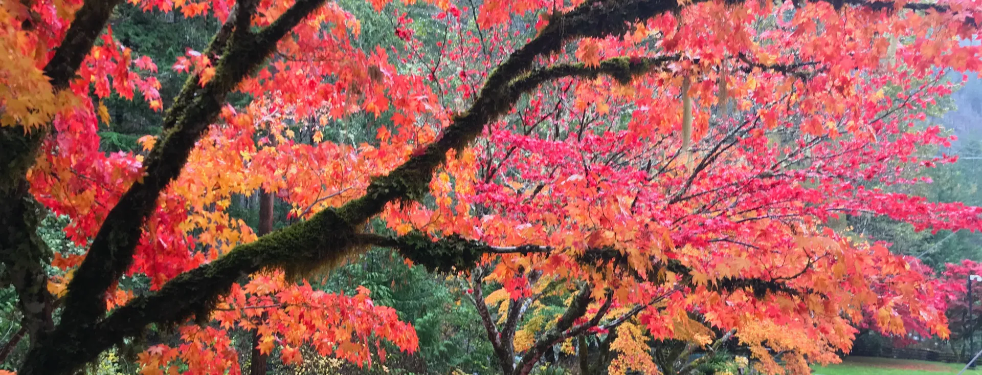 Fall Foliage