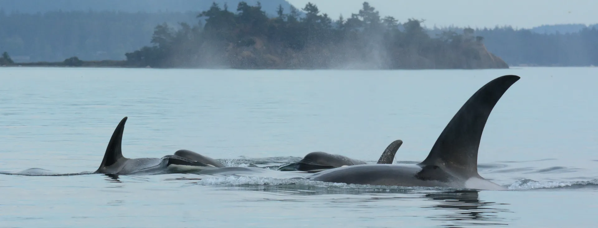 Maya's Legacy Whale Watching on San Juan Island
