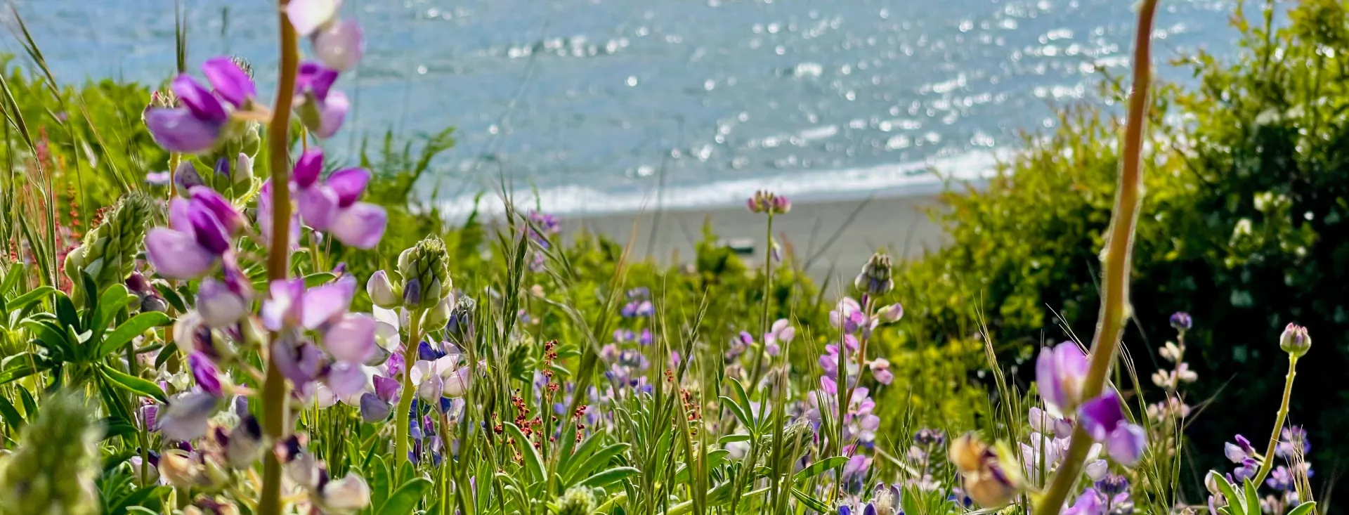 San Juan Island, Washington