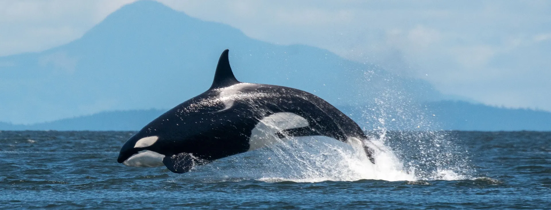 Orca Breaching, Whale Watching on San Juan Island, Washington