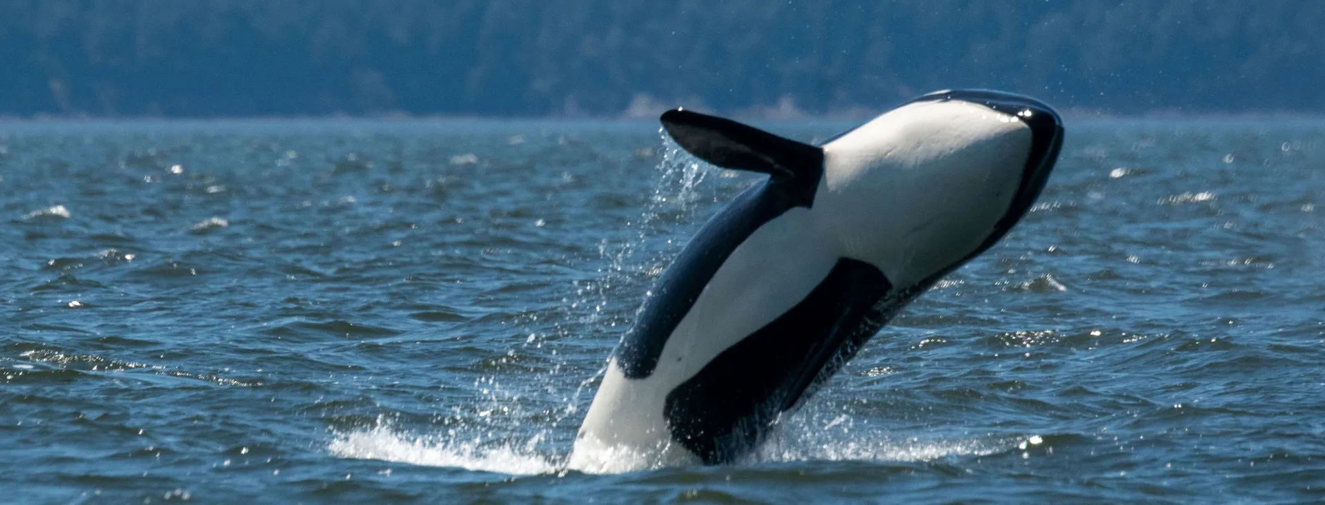 San Juan Island, Washington