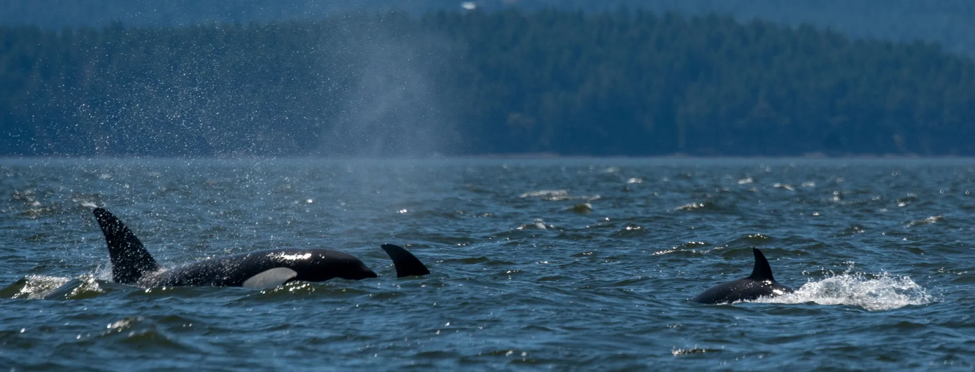 San Juan Island, Washington