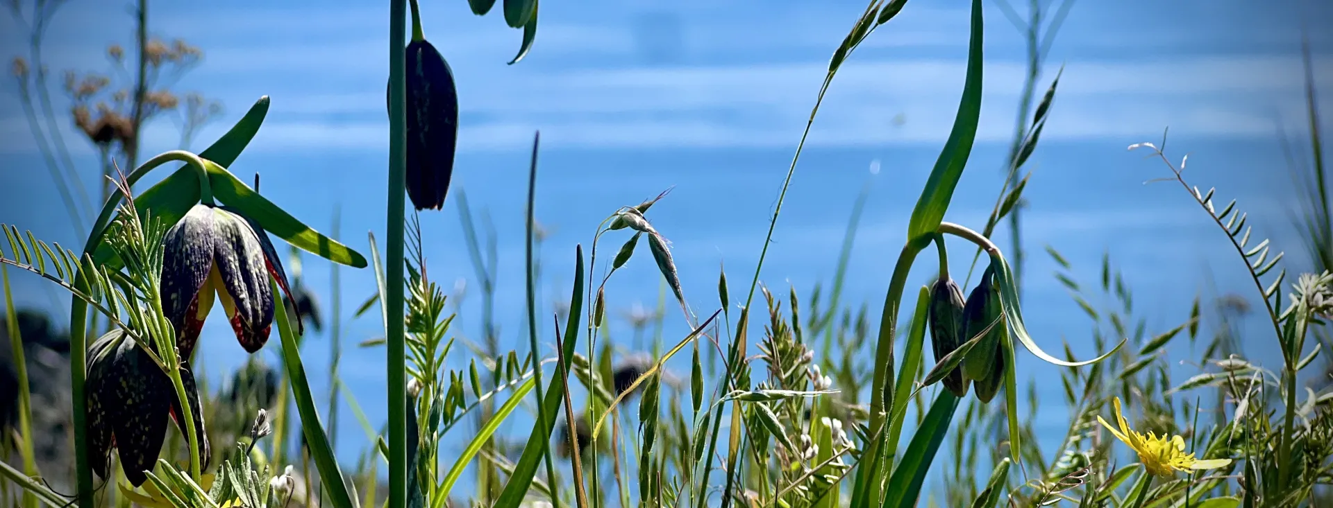 San Juan Island, Washington