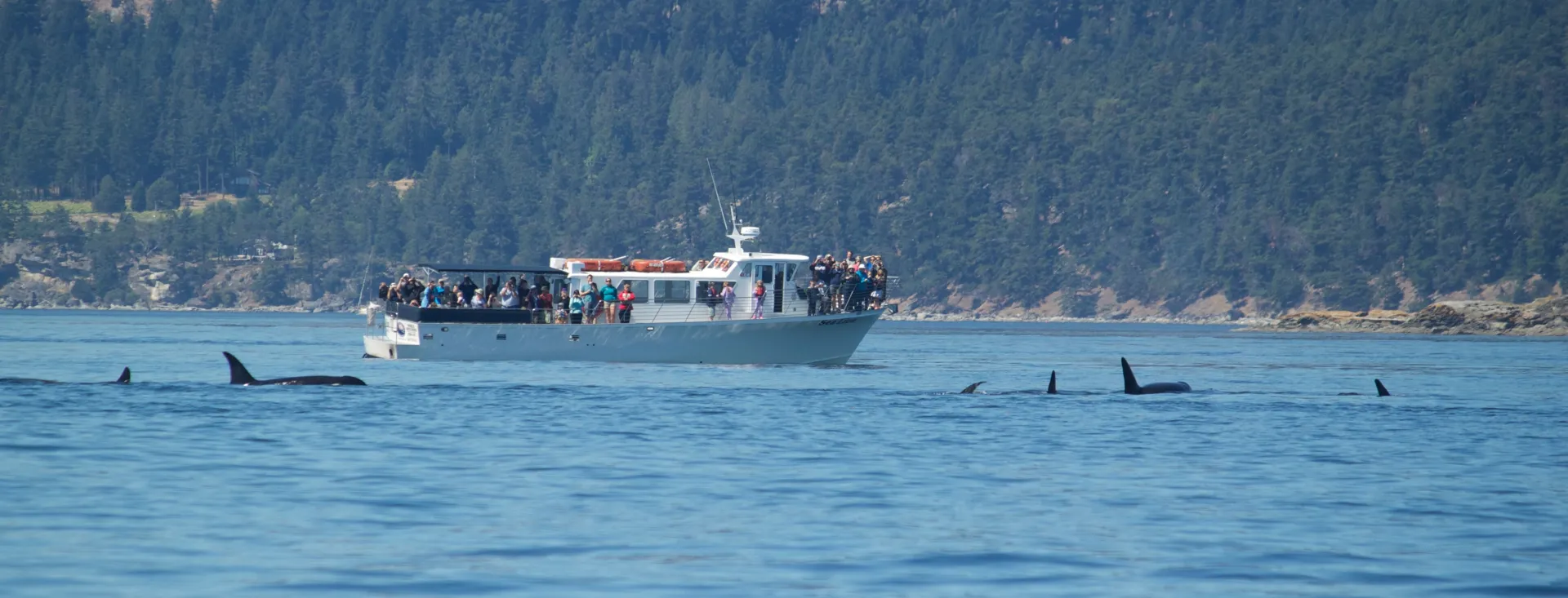 Whale Watching on San Juan Island, courtesy of San Juan Safaris