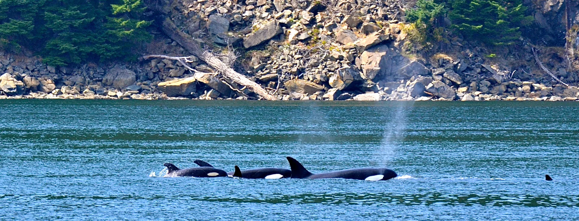 Orca Whale Watching from Land on San Juan Island, Washington