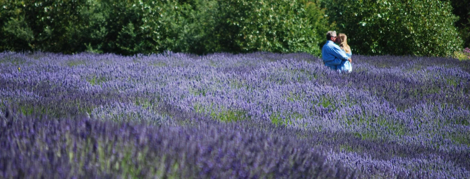 Pelindaba Lavender Farm on San Juan Island