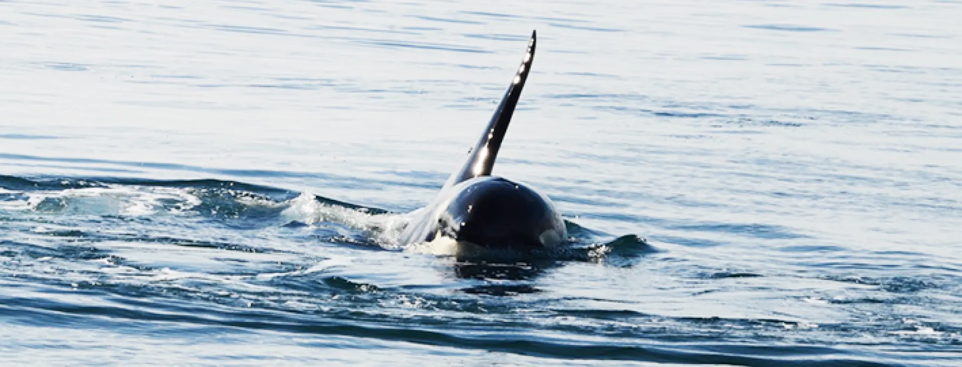 John Boyd Photograph