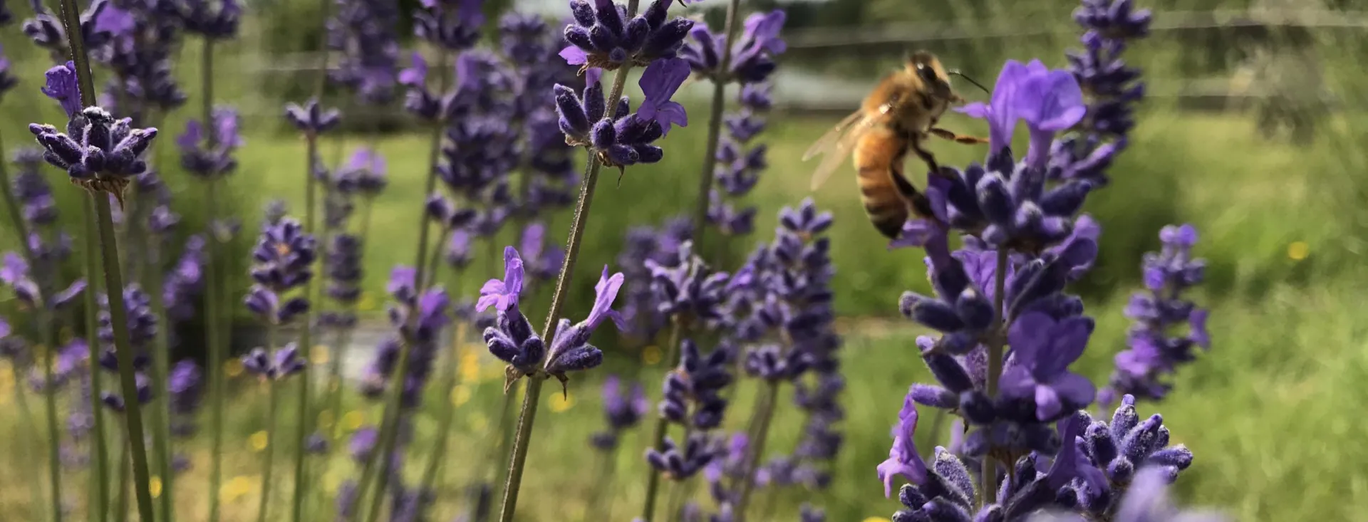 Behind the scenes at Pelindaba Lavender Farm on San Juan Island