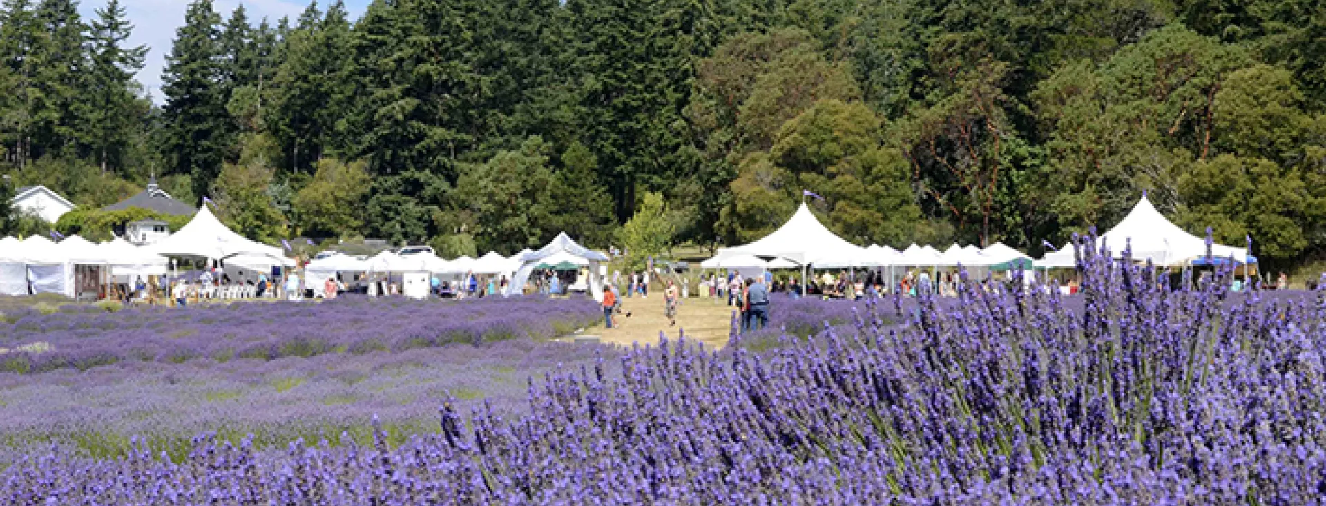 Lavender Festival