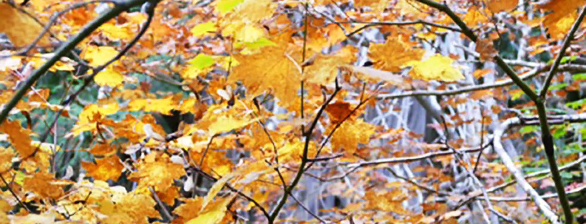 Fall Leaves, San Juan Island, Washington