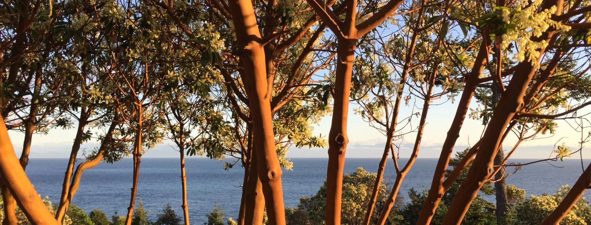 Madrona on San Juan Island, Wa