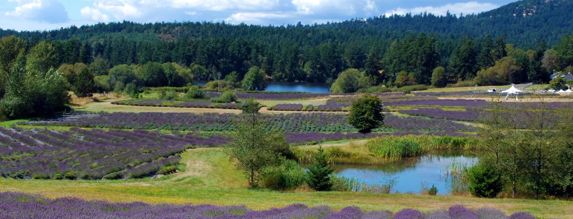 Pelindaba Lavender Farm on San Juan Island