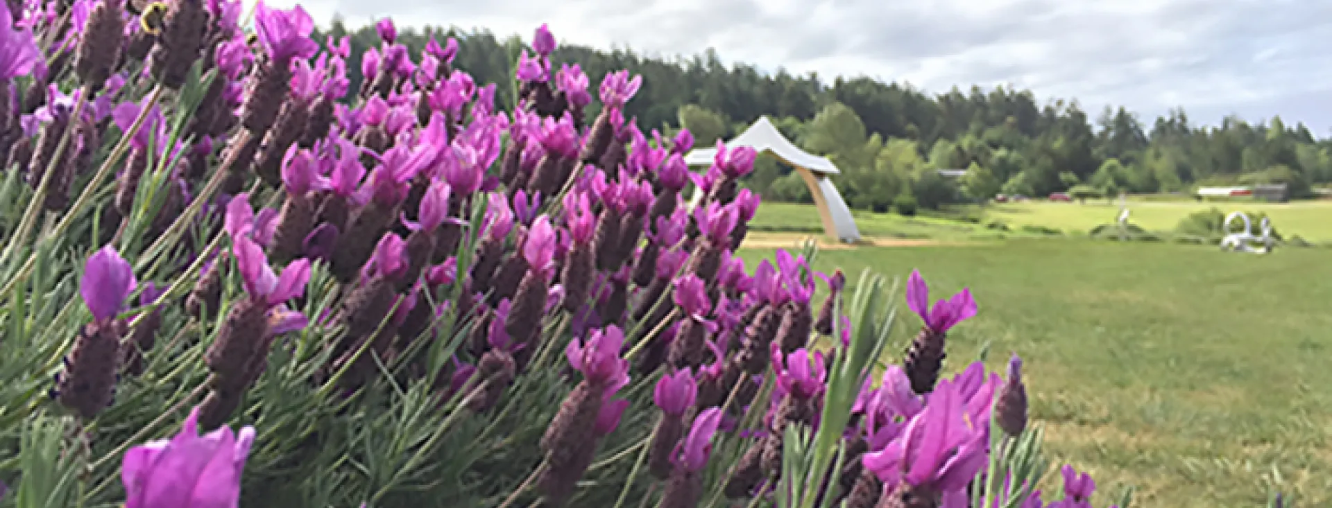 Pelindaba Lavender Farm, San Juan Island, Washington