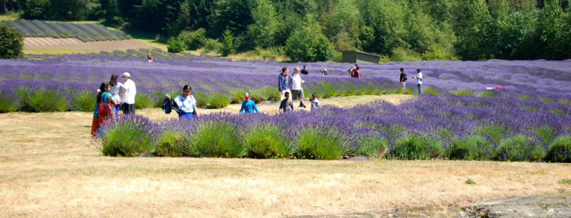 Pelindaba Lavender Farms on San Juan Island