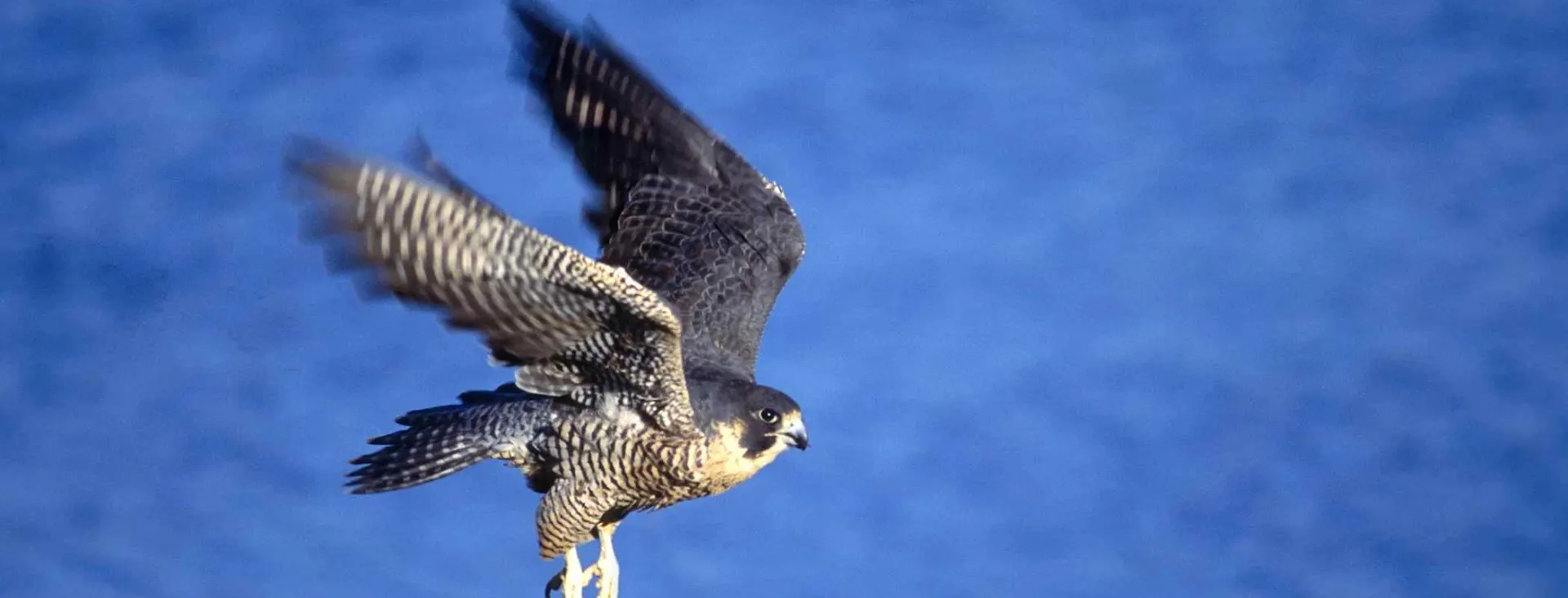 Peregrines in the San Juan Islands