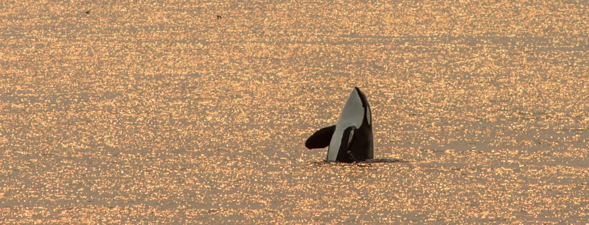 Chris Teren - Golden Orca San Juan Island