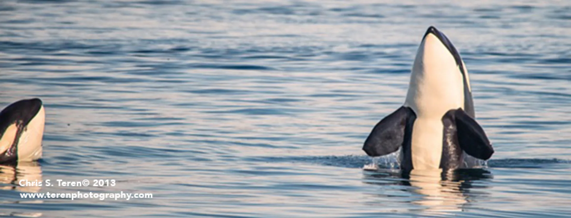 Two Spyhops Chris Teren