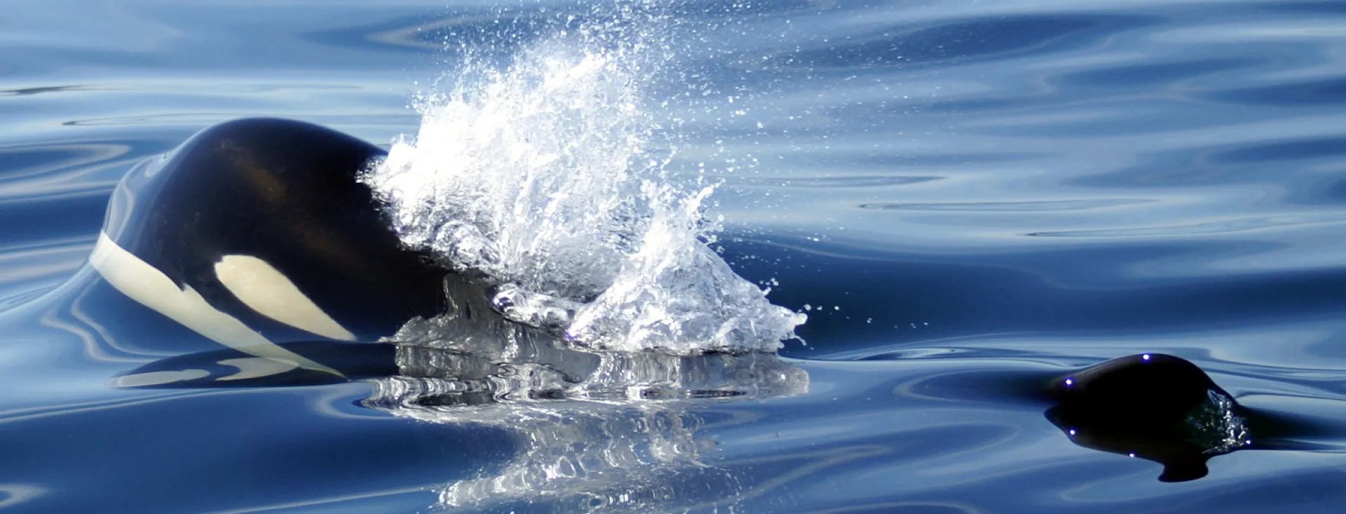 Southern Resident Killer Whales