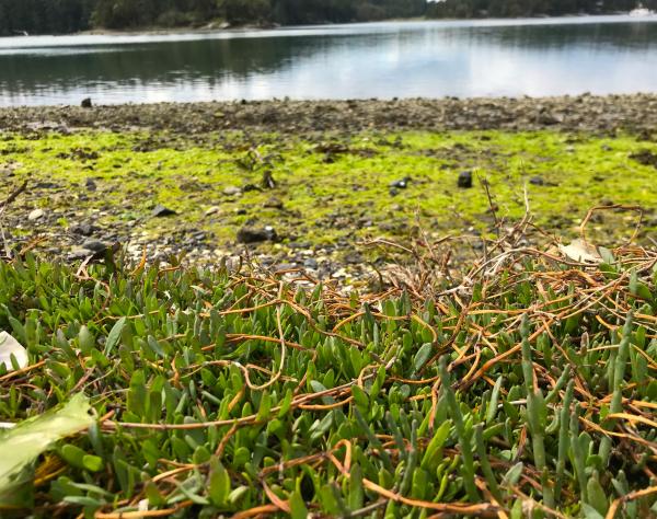Sea Asparagus at English Camp on San Juan Island