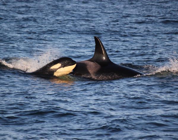 Orca with Baby near San Juan Island - photo by Emily Schaller with San Juan Safaris