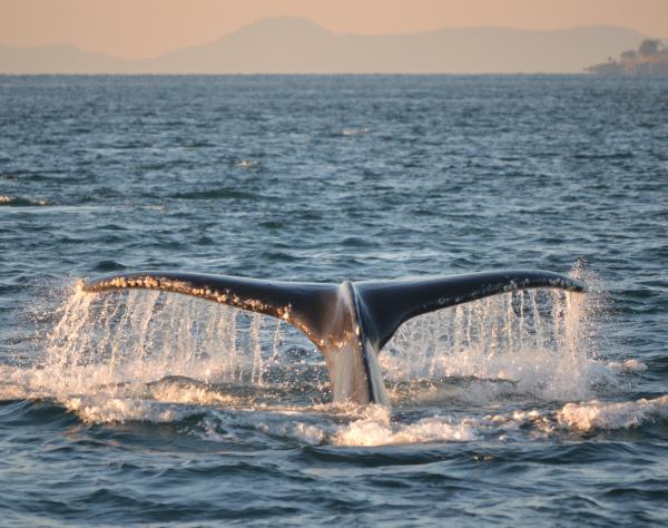 Humpback near San Juan Island - photo by San Juan Safaris