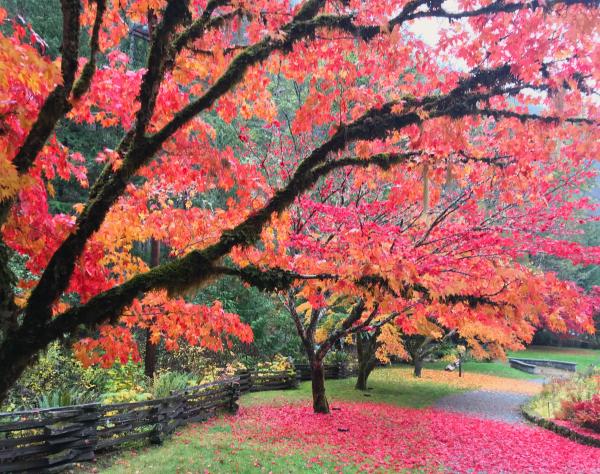 Fall Foliage