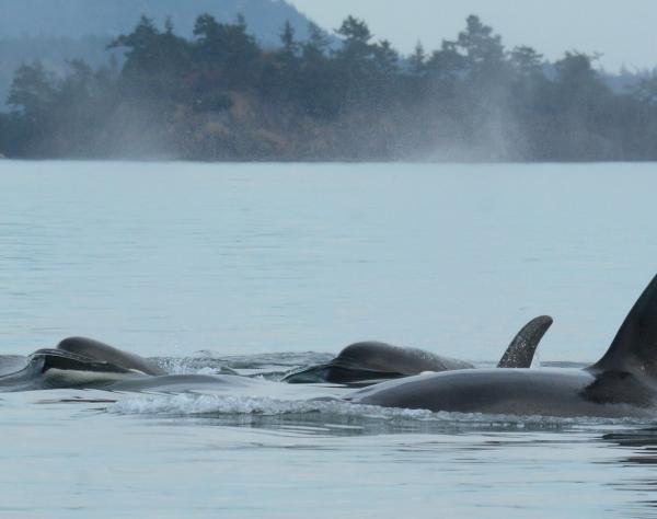 Maya's Legacy Whale Watching on San Juan Island