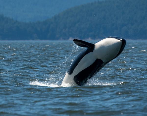 San Juan Island, Washington