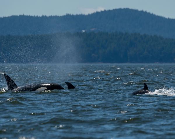 San Juan Island, Washington