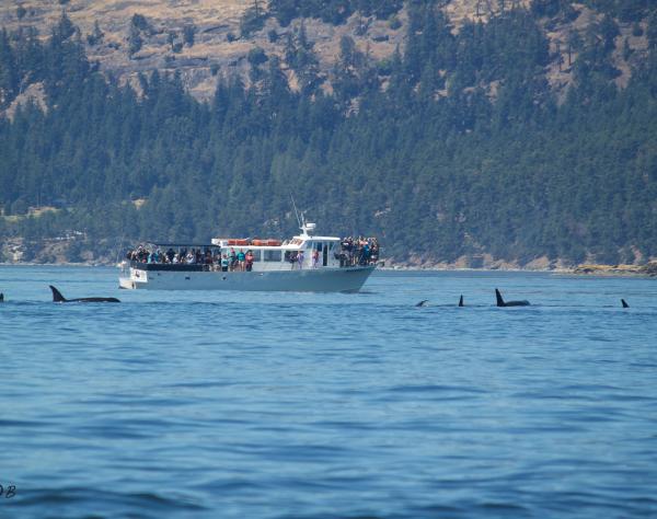 Whale Watching on San Juan Island, courtesy of San Juan Safaris