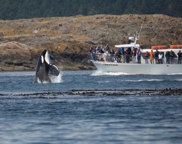 San Juan Safaris Whale Watching Cruise, courtesy of San Juan Safaris
