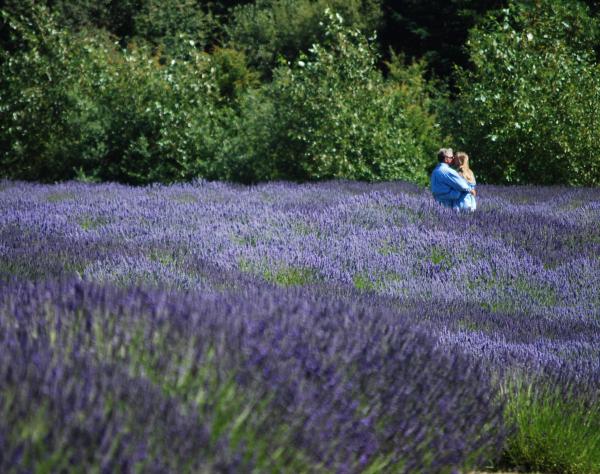 Pelindaba Lavender Farm on San Juan Island